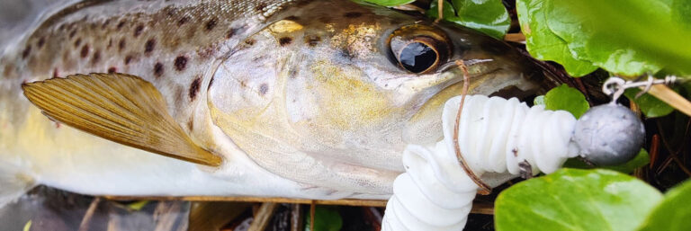 Libra Lures wpis Turbo Worm nowy gracz